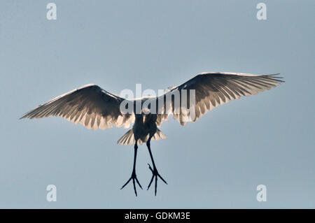 Noida, Uttar Pradesh, India- 4 September, 2013: A young Cattle Egret Bubulcus ibis (Linnaeus) landing on a tree in park at Noida, Uttar Pradesh, India Stock Photo