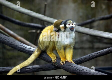 Baby squirrel monkey riding on mama's back at the Lowry Park Zoo in Tampa, Florida, USA Stock Photo