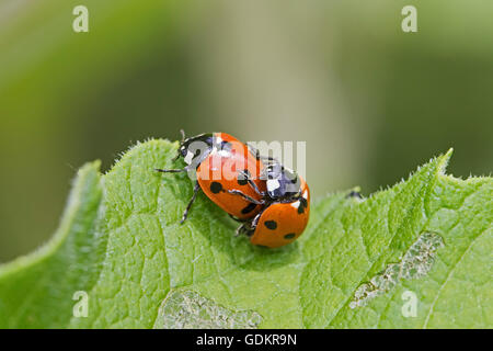 A mating pair of 7-spot Ladybirds Stock Photo