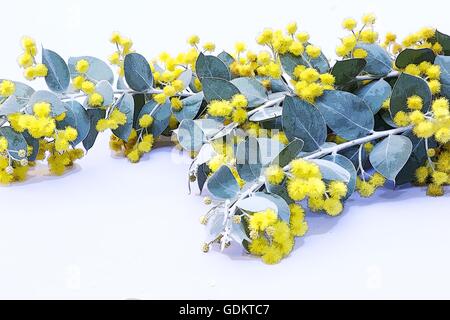 Pearl acacia (Acacia podalyriifolia) flowers on white background Stock Photo