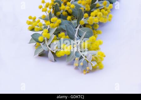 Pearl acacia (Acacia podalyriifolia) flowers on white background Stock Photo