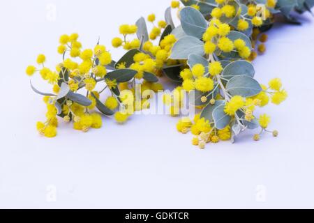 Pearl acacia (Acacia podalyriifolia) flowers on white background Stock Photo