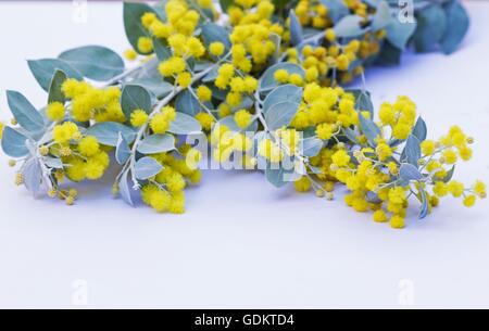 Pearl acacia (Acacia podalyriifolia) flowers on white background Stock Photo