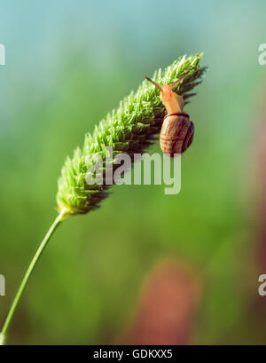 the snail closeup sitting on a green plant Stock Photo