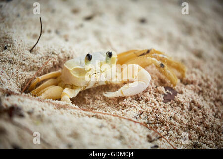 The Lesser Antilles Barbados Parish Saint Michael west indies capital Bridgetown  white yellow sand crab, crustacean, eyes, look Stock Photo