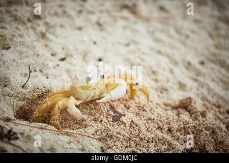 The Lesser Antilles Barbados Parish Saint Michael west indies capital Bridgetown  white yellow sand crab, crustacean, eyes, look Stock Photo