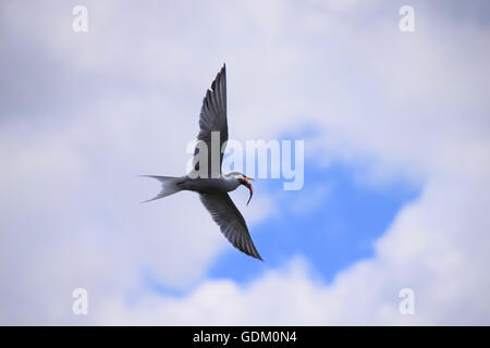 In flight Common Tern flying with a fish Stock Photo