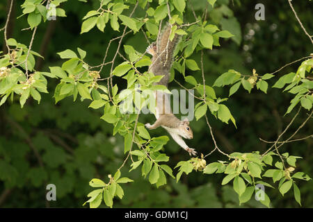 Grey squirrel in a tree Stock Photo