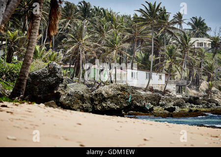 The Lesser Antilles Barbados Parish Saint Michael west indies capital Bridgetown  Barbados golden sand beach with large stone ro