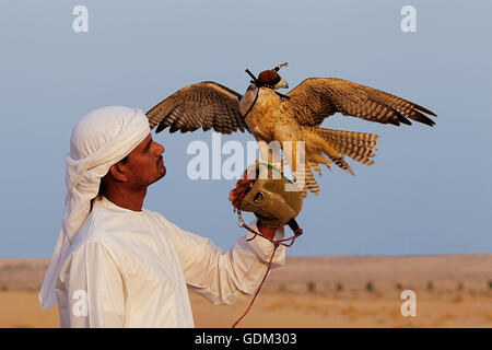 falconnery in Dubai, Dubai, UAE. Stock Photo