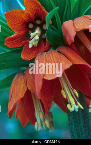 Fritillaria imperialis, Crown imperial Stock Photo