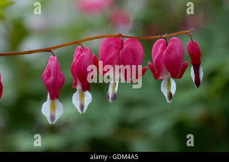 Dicentra spectabilis, bleeding heart, flowerscape, Gold Heart cultivar , Lamprocapnos Stock Photo