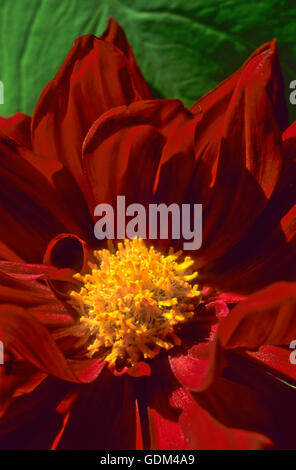 Dahlia  red with yellow center Stock Photo