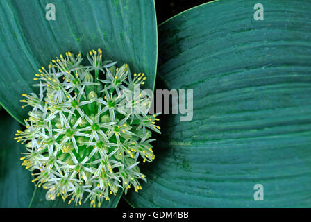 Allium karataviense, IVORY QUEEN Stock Photo