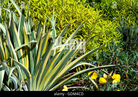 Variegated Iris with golden spirea in background Stock Photo