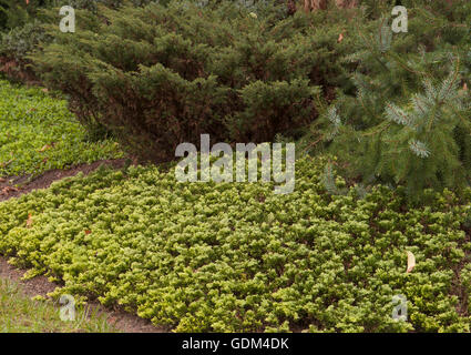 Juniperus horizontalis 'Mother Lode' Stock Photo