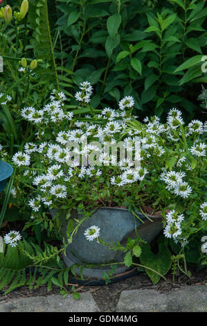 white, Fan Flower,Scaevola, coal scuttle planter Stock Photo