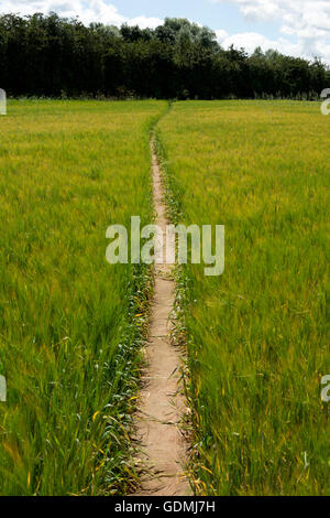 Public footpath through a field of barley, Warwickshire, UK Stock Photo