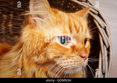 beautiful red-haired big cat close up Stock Photo