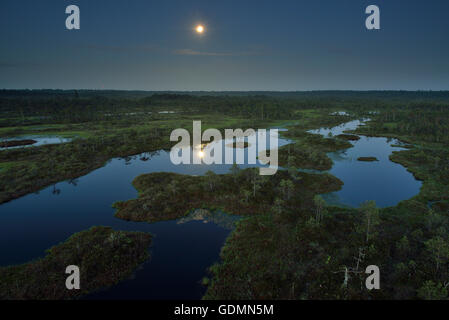 Summer night in the bog Stock Photo