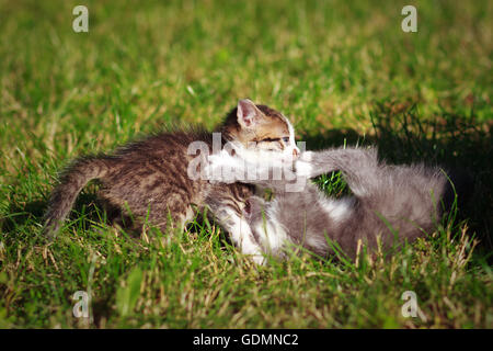 Two kittens playing on the lawn Stock Photo
