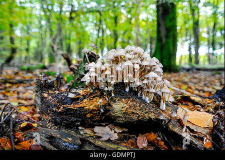 Early autumn scenery with white mushrooms grown abundantly on a rotten tree trunk, with a green and yellow forest background Stock Photo