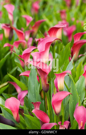 Zantedeschia 'Pink Puppy' flowers growing outdoors. Stock Photo