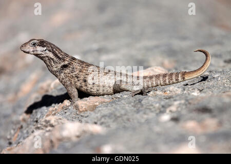 Northern curly-tailed lizard (Leiocephalus), Cuba Stock Photo