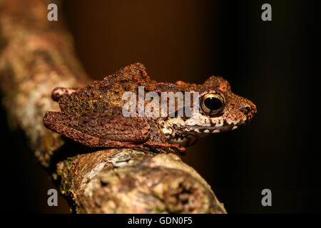 Boulenger's Madagascar Frog (Gephyromantis boulengeri), Nosy Mangabe, eastern Madagascar, Madagascar Stock Photo