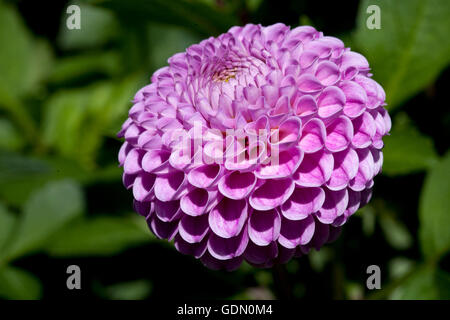 Pompon-Dahlia, Franz Kafka (Dahlia × hortensis) Stock Photo