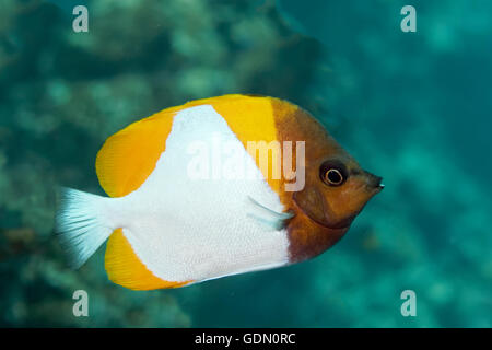 Yellow Pyramid Butterflyfish (Hemitaurichthys polylepis), Tukangbesi Archipelago, Wakatobi National Park, Banda Sea Stock Photo