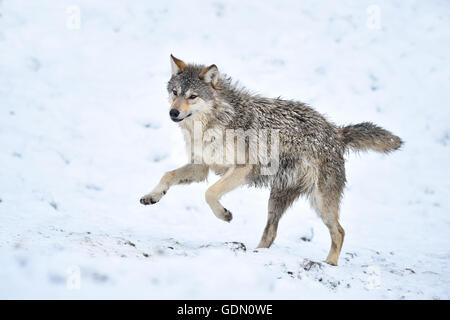 One-year old Eastern Wolf, Eastern timber wolf (Canis lupus lycaon), Young animal running in snow, Baden-Württemberg, Germany Stock Photo