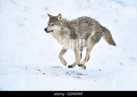 One-year old Eastern Wolf, Eastern timber wolf (Canis lupus lycaon), Young animal running in snow, Baden-Württemberg, Germany Stock Photo