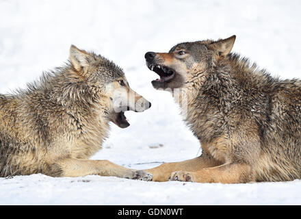 One-year old Eastern Wolf, Eastern timber wolf (Canis lupus lycaon), Young wolves playing in the snow, Baden-Württemberg Stock Photo