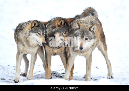 One-year old Eastern Wolf, Eastern timber wolf (Canis lupus lycaon), Young wolves playing in winter, Baden-Württemberg, Germany Stock Photo