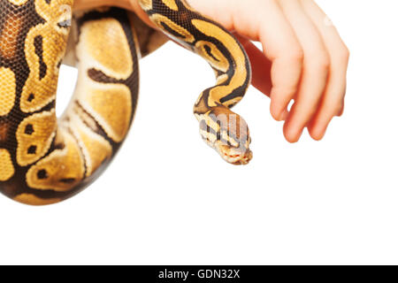 Picture of Royal or Ball python on hand Stock Photo