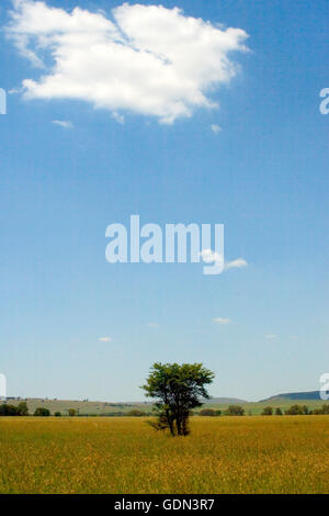 Acacia Tree, bushveld, Orange Free State, South Africa Stock Photo