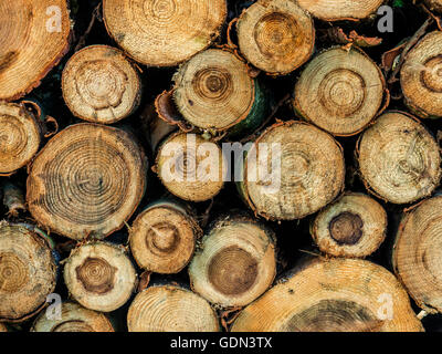 Close up image depicting recently felled trees stacked in log piles, focusing on the form and shape of the exposed trunk. Stock Photo