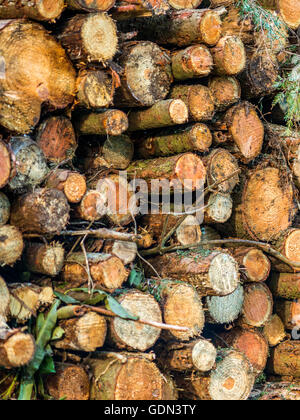 Close up image depicting recently felled trees stacked in log piles, focusing on the form and shape of the exposed trunk. Stock Photo