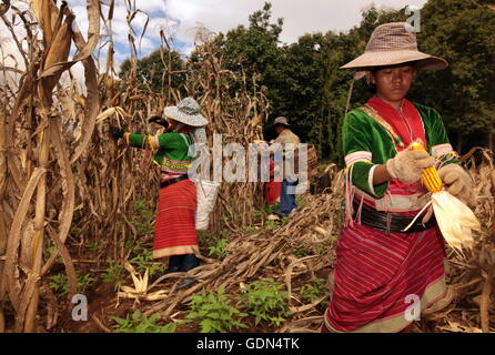 Traditionell gekleidete Frau von einem Stamm der Dara-Ang bei ernten von Maiskolben in einem Maisfeld beim Dof Chiang Dao noerdl Stock Photo