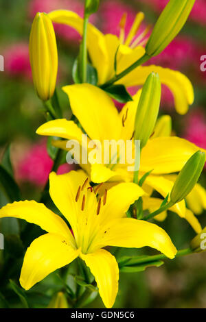 Colorful Easter lilies blooming in summer garden. Stock Photo