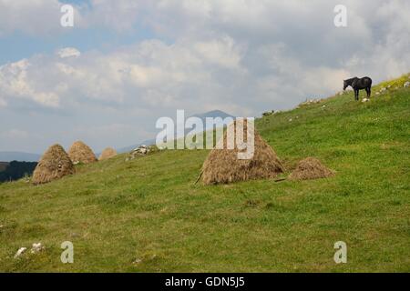 Traditional hand-made haystacks and tethered horse on alpine meadow on Piva mountain plateau (Pivska Planina), Montenegro. Stock Photo