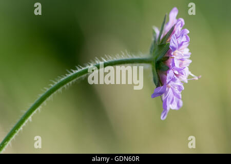 Field scabious (Knautia arvensis) flowers. Purple flower of hairy plant in the family Caprifoliaceae, in bloom Stock Photo