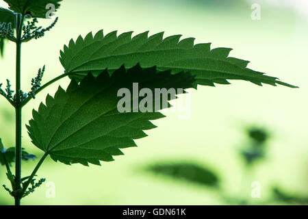 Backlit stinging nettle (Urtica dioica). Plant in failmy Urticaceae, showing jagged toothed edges to leaves and green flowers Stock Photo