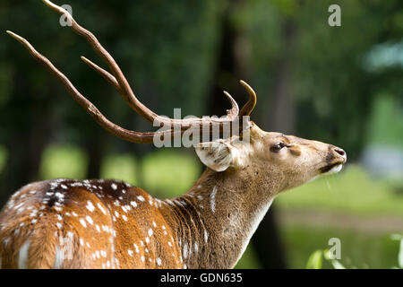 Spotted Deer In Nagarhole National Park Karnataka