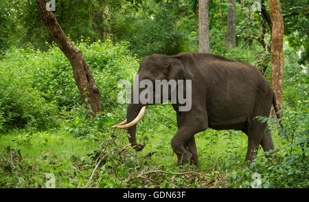 Large tusker elephant eating and walking in green forest Stock Photo