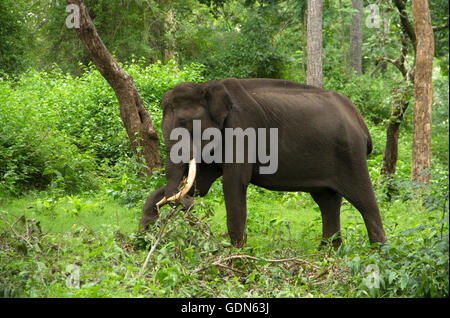 Large tusker elephant eating and walking in green forest Stock Photo