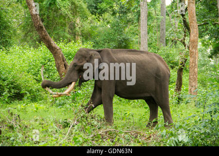 Large tusker elephant eating and walking in green forest Stock Photo