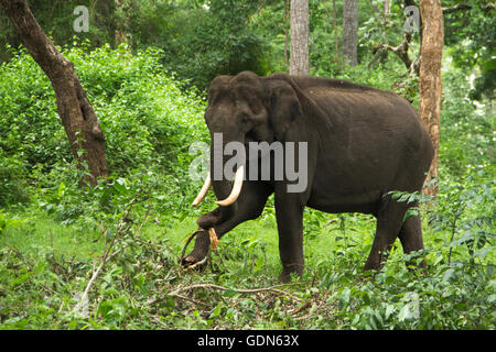 Large tusker elephant eating and walking in green forest Stock Photo