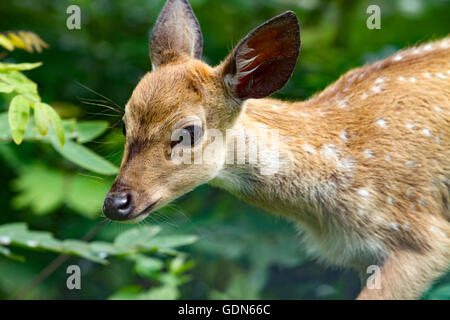 cute Spotted Deer baby In Nagarhole National Park Karnataka Stock Photo